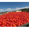 concentré de tomate 28/30% pause chaude